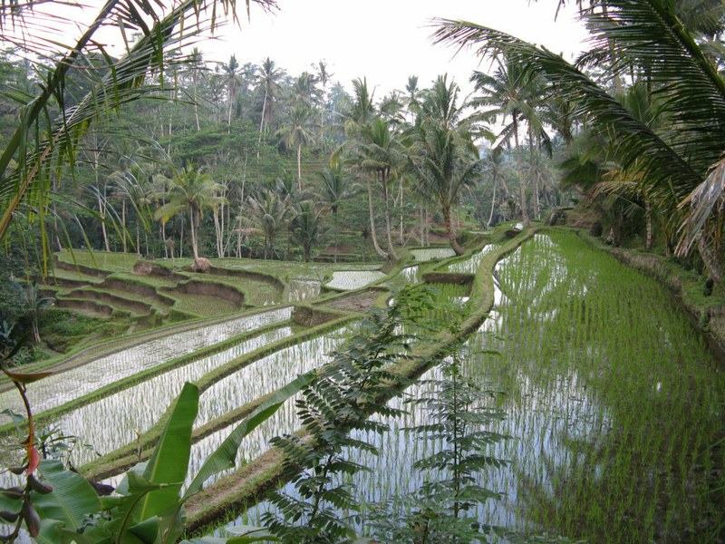Laltro volto di Bali e Lombok